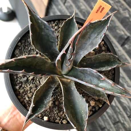 agave montana《M size》※現地球発根後店主国内管理2年株※葉色も深い青さのためblack感あるカッコいい一株※mad black bowl pot植え