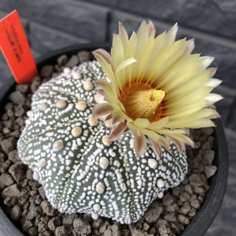 astrophytum asterias var.偏平super 兜《L size》大変大きくそして白い‼︎希少偏平super兜‼︎　※店主国内管理７年株  ※mad black pot植え