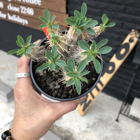euphorbia    guillauminiana《M  size》