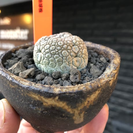 pseudolithos migiurtinus《大きめM size》驚愕‼︎激希少種※現地球発根後店主国内管理8年株※爬虫類や恐竜見たくwildな肌が堪らない‼︎※陶器浅鉢植え