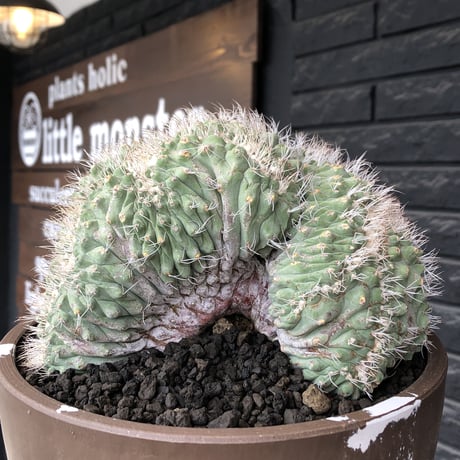 strombocactus 白棘菊水綴化群生《XL size》驚愕激希少‼️現地球発根後店主国内管理17年株※力強く美しい渾身のcollection株※brown marble bowl pot植え