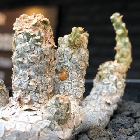 dorstenia  horwoodii《LL size》※現地球株発根済※古き良き味深い極白肌&低重心ぷっくり株元も堪らない渾身の一株‼︎※black bowl pot植え