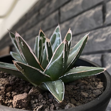 agave  笹の雪《大きめS size》※現地球発根後店主国内管理1年株※小振りでも締まり良き育て甲斐ある一株※mad black pot植え