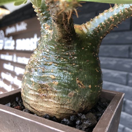 pachypodium gracilius《 M size》希少green肌&ぼってり樹形※現地球発根後店主国内管理3年株※balance良く極グリーン肌が◎※polyhedron pot植え
