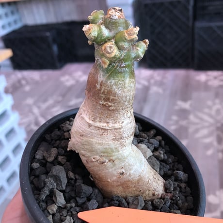 packypodium bispinosum 《大きめS size》※現地球発根済株‼︎※今後の成長が楽しみな特化した一味ある樹形のビスピ‼︎※mad black bowl pot植え