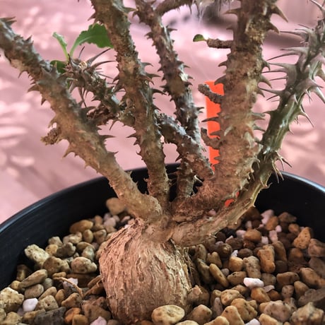 euphorbia    hofstaetteri《M size》希少‼︎