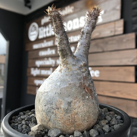 packypodium  gracilius《小さめM size》※現地球発根済株※店主国内管理３年株※短枝weight低く枝振りも良きぼってり良樹形グラキ※mad black pot植え