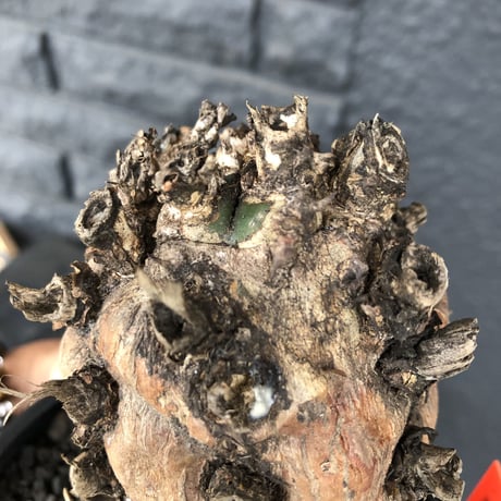 euphorbia   mlanjeana《M size》驚愕株‼️激希少‼︎‼️ ※mad black pot植え  ⚠️店舗用在庫ございます。お問い合わせ下さい。