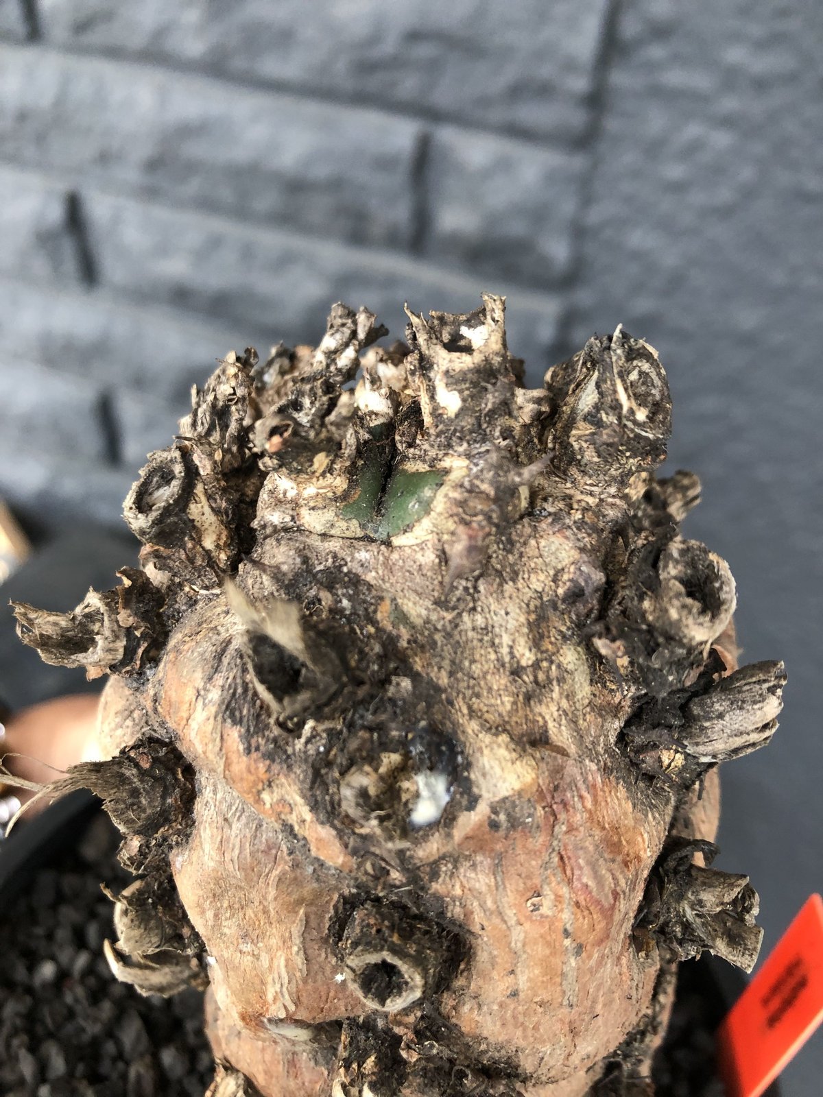 カ〜ジマン 発根済　ムランジーナ　　現地球　たけろうポット カ〜ジマン 発根済 ムランジーナ 現地球 たけろうポット 発根済