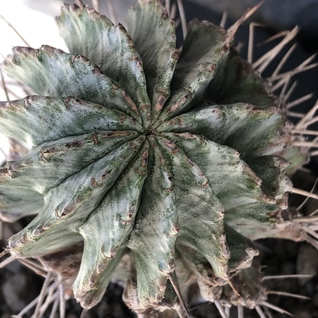 euphorbia horrida《大きめM size》※現地球発根後店主国内管理6年株※ワイルドな木質化に荒々しく刺々しい出立ちの一株※mad black pot植え