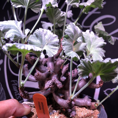 pelargonium  mirabile