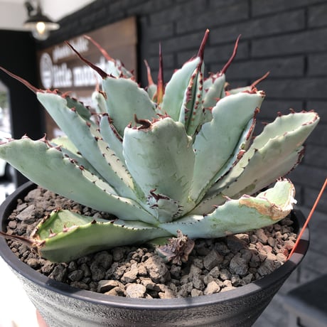 agave   cubic《L size》※発根済株※店主国内管理3年株※背中の割れが特徴な大変葉も引き締った極美大株‼︎balanceも良きカッコいい一株※浅鉢植え