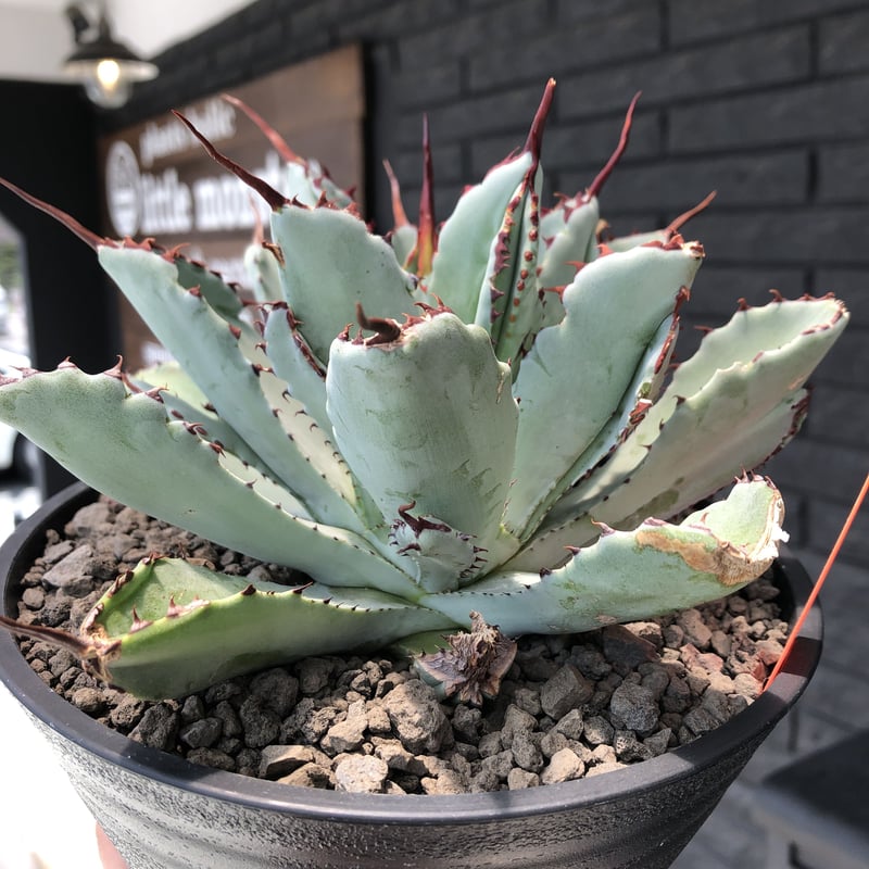 agave cubic《L size》※発根済株※店主国内管理3年株※背中の割れが特徴 ...