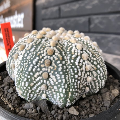 astrophytum asterias var.ミラクル兜《XL size》big株且つ極白肌が堪らない‼︎希少大株兜※店主国内管理13年株※mad black bowl pot植え