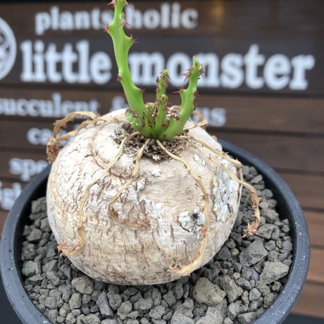 euphorbia  decidua《小さめL size 》※現地球発根後店主国内管理6年株※偏平まん丸樹形‼︎ギャップ萌えな棘を持つ多肉葉も可愛い一株※mad black bowl pot植え
