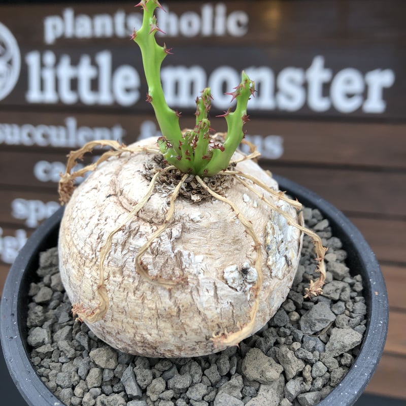 発根済 ユーフォルビア デシデュア euphorbia decidua《小さめL size 》※現地球発根後店主国内管理6年株※