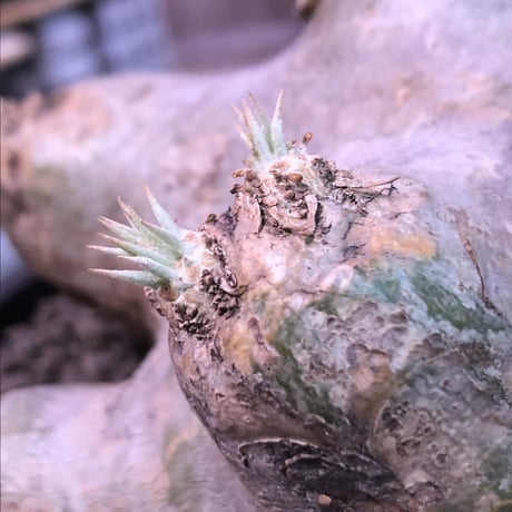 packypodium  brevicaule  恵比寿笑い《特大 L  L size》※現地球発根済株※とても綺麗な樹形&wild表皮のbigな笑い※浅鉢植え