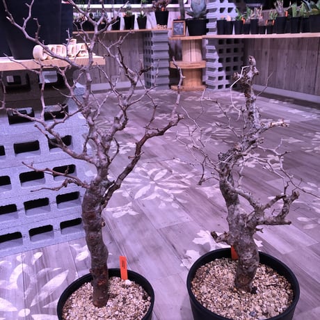 commiphora   monstrosa《 L  L size》未発根株