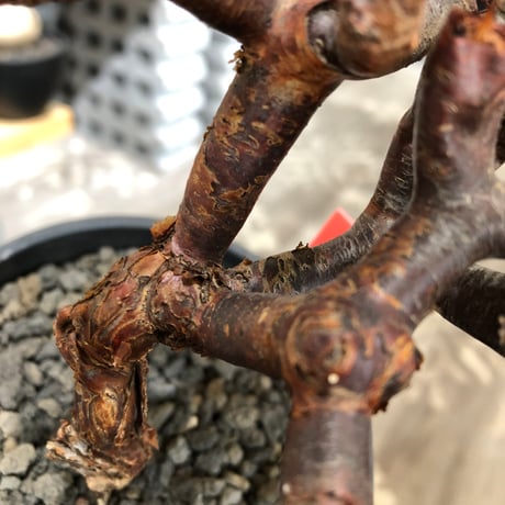 pelargonium  mirabile《M size》※現地球株発根済※コンパクトに纏まった枝振り良き幹上がり仕立ての人気者‼︎※black pot植え