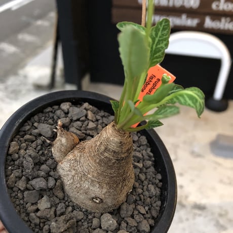 euphorbia  fishbone《小さめ M size》※現地球株発根済※激希少‼︎今や流通少なきフィッシュボーン※mad black pot植え