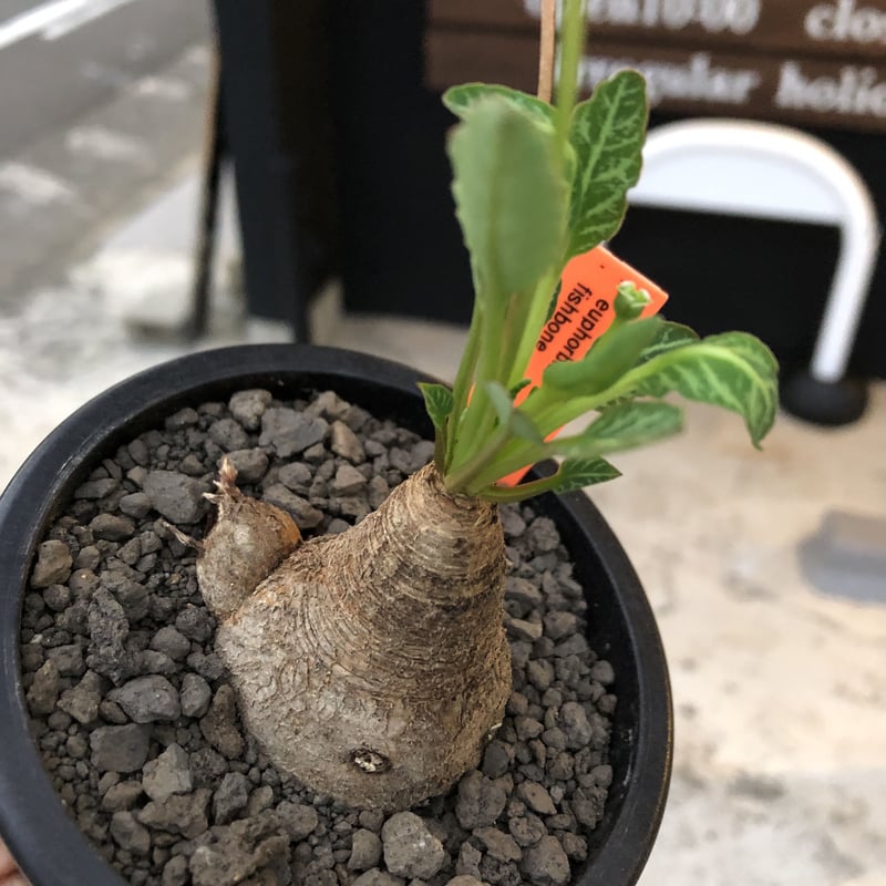 euphorbia fishbone《小さめ M size》※現地球株発根済※激希少‼︎今や