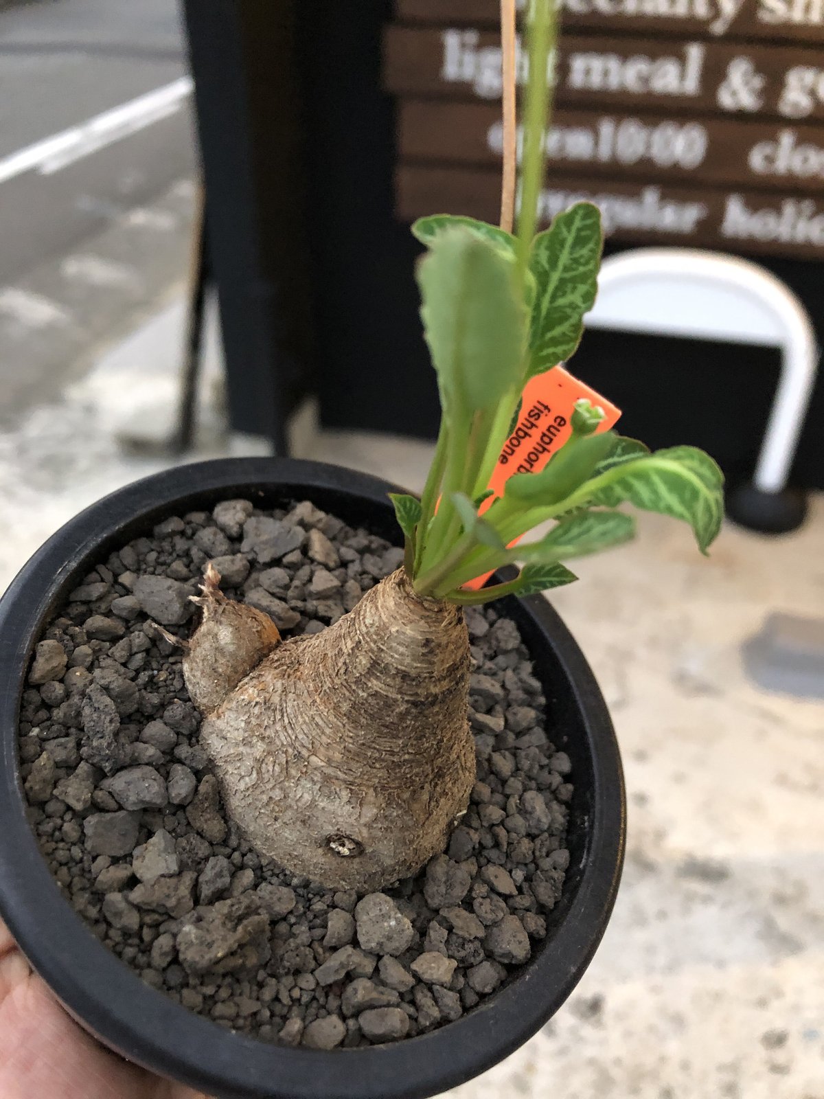 ユーフォルビア フィッシュスケール フィッシュボーン 3頭 発根管理中