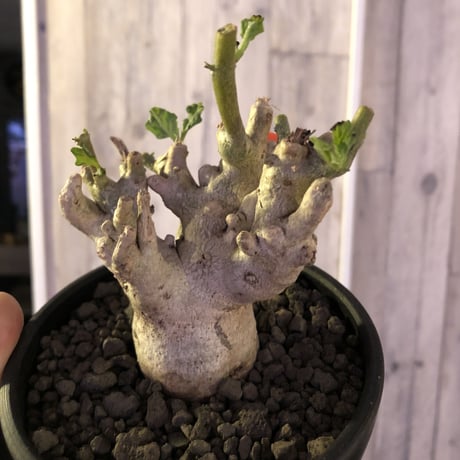 pterodiscus  luridus《M size》枝ぶり良きでっぷり白肌美株‼︎  ※mad  black  bowl  pot植え