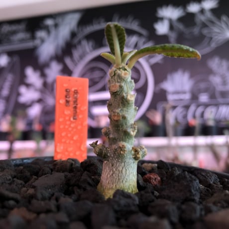 希少 dorstenia   gigas《S size》littmon  seed🌱※1シーズンで成長が大変早い為、大変育て甲斐と変化を感じられるギガス‼︎※mad black bowl pot植え