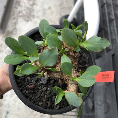 euphorbia  itremensis 《M size》※現地球発根済株※店主国内管理3年株※個体ごと樹形が違う成長過程も楽しめ木質の表皮も魅力な堪らない人気者※mad black pot植え