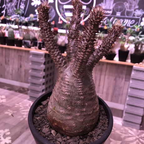 packypodium  gracilius《M  size》※現地球発根済株‼︎※四つ枝で大変balance良き株のぼってり感も主張された選抜株‼︎手乗りサイズ‼︎※mad black pot植え