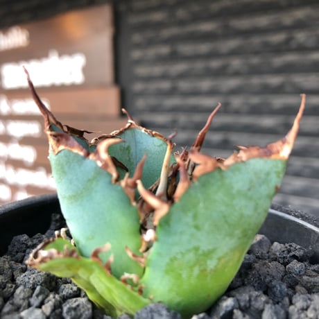agave titanota  白鯨陽炎type《S size》※現地球株発根済 ①※唸り良き鋸歯に幅広肉厚タイプ※black pot植え