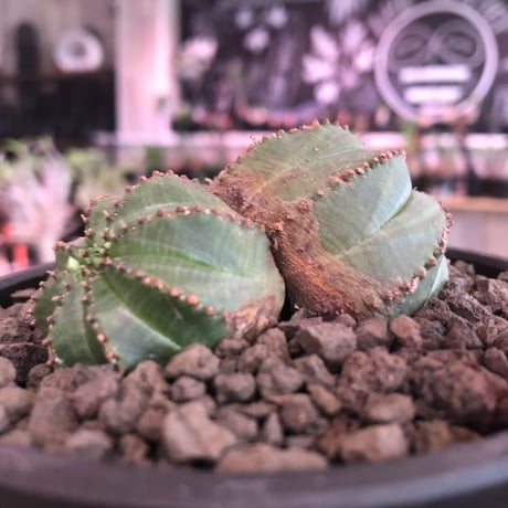 euphorbia  obesa《小さめM  size》W-he'd株※現地球発根済株※一部木質化した双頭オベサ※mad black bowl pot植え