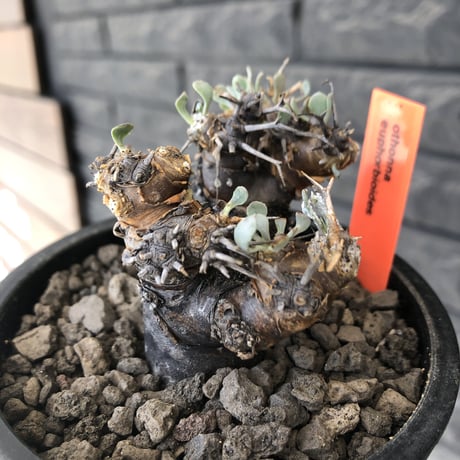 othonna  euphorbioides《M size》※現地球発根後店主国内管理3年株※compactに纏まり良き低重心weight低き選抜株‼︎※mad black pot植え