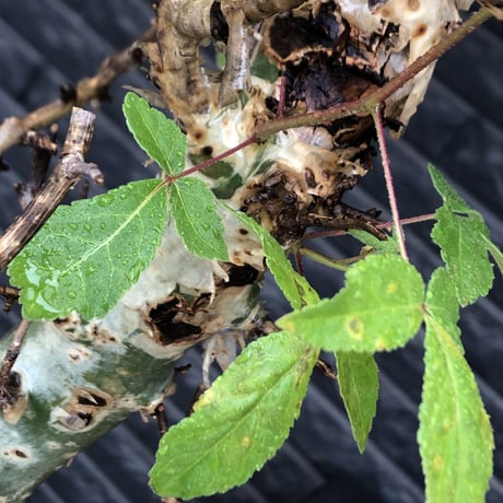 commiphora  africana《大きめL L size》※現地球発根後店主国内管理3年株※美しい佇まい且つ成熟したwild表皮が堪らない※鉄鉢植え
