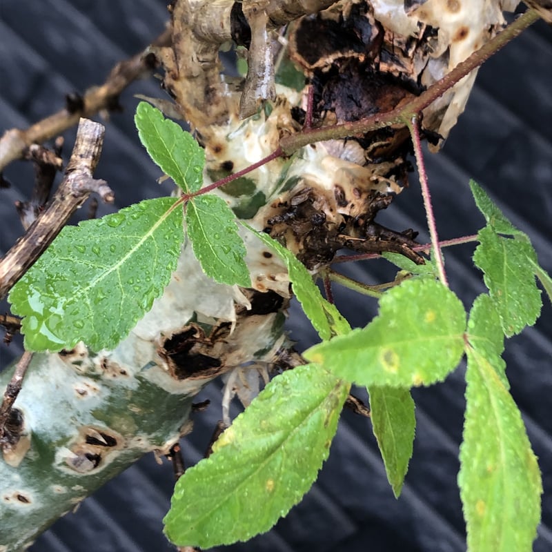 g*D様 コミフォラ アフリカーナ 極太 美枝 プラステラ180付き commiphora africana《L size》インスタグラム掲載株‼︎発根済み