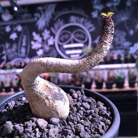 euphorbia ramena《M size》※ぽっこりwild表皮の塊根を持ち絶妙な捻くれ加減が堪らないリトモン激推しラメナ‼︎希少南アフリカ物※mad black bowl pot植え