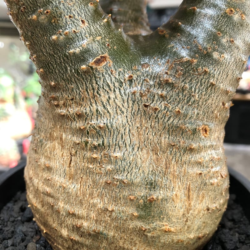 pachypodium gracilius《L size》※現地球株発根済※大きめで全方位A面