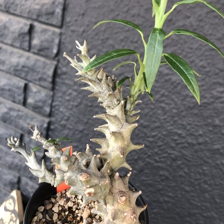 ceropegia   dimorpha《M size》