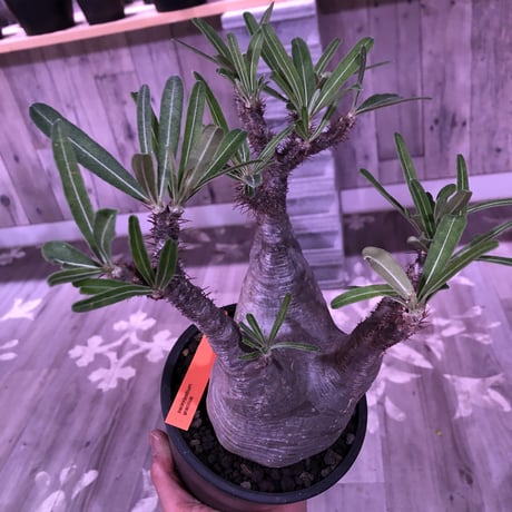 packypodium  gracilius《L size》※現地球株  発根済み株‼︎  （限定1株）ぼってり体型に激しい枝振り‼︎オススメ株‼︎※mad black pot植え