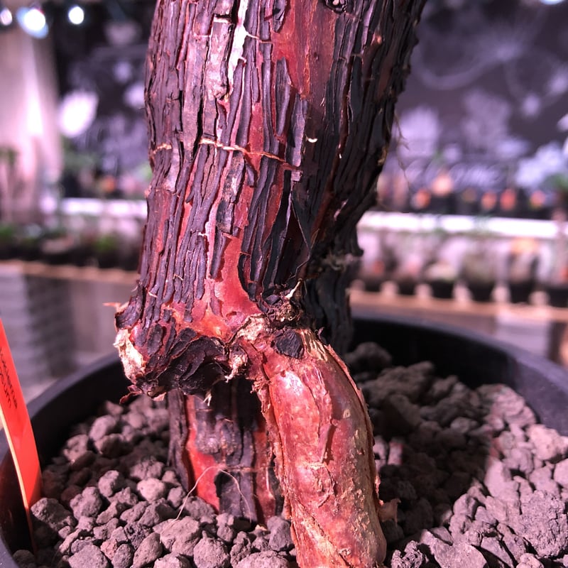 mestoklema tuberosum《L size》※冬季も成長開花する潅木‼︎肌質