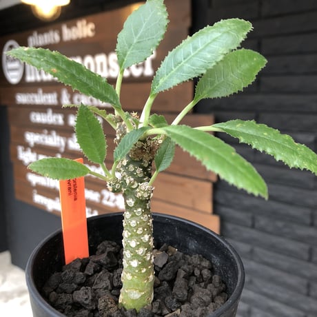 dorstenia   lavrani《M size》希少‼︎綺麗過ぎるgreen‼︎
