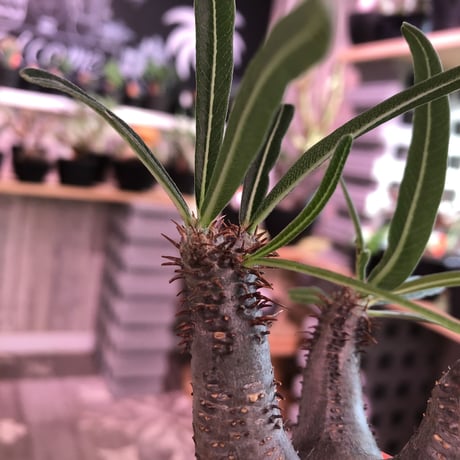 packypodium  gracilius《S size》※現地球発根済み株‼︎  （限定1株）※丸くツルツル肌にギャップのある株元の焼けが堪らないチビキリス※mad black pot植え