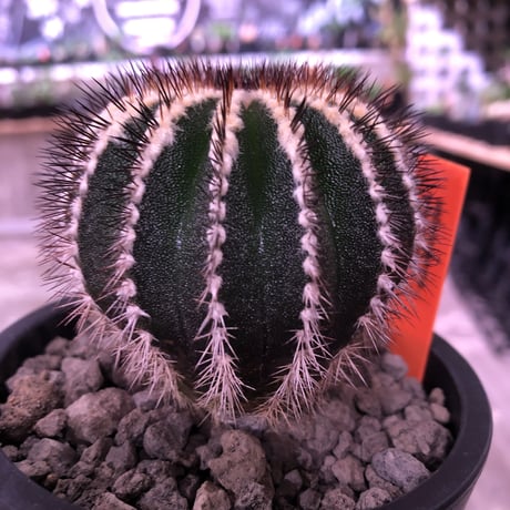 uebelmannia   pectinifera《M size》360度球体極美株‼︎  上品な趣高き１株‼︎店主管理6年株‼︎※mad black pot植え