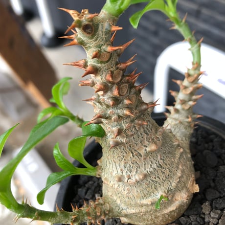pachypodium windsorii《M size》※選抜littmon seed🌱※weight低き極めてぼってり株元&良枝振樹形※black pot植え