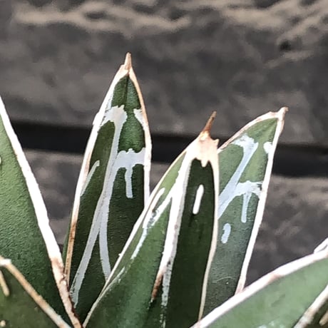 agave  笹の雪《大きめS size》※現地球発根後店主国内管理1年株※小振りでも締まり良き育て甲斐ある一株※mad black pot植え