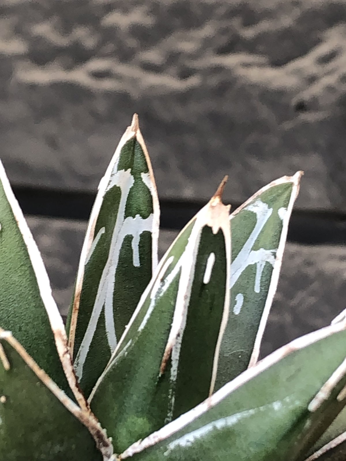agave 笹の雪《大きめS size》※現地球発根後店主国内管理1年株 agave 笹の雪《大きめS size》※現地球発根後店主国内管理1年株