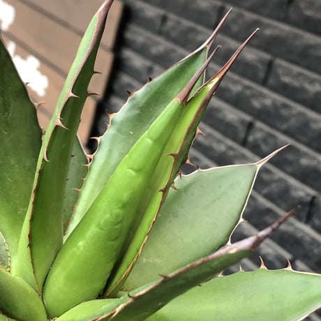 agave horrida《大きめM size》※現地球発根後店主国内管理2年株※締まり&樹形balance良きホリダ※mad black bowl pot植え