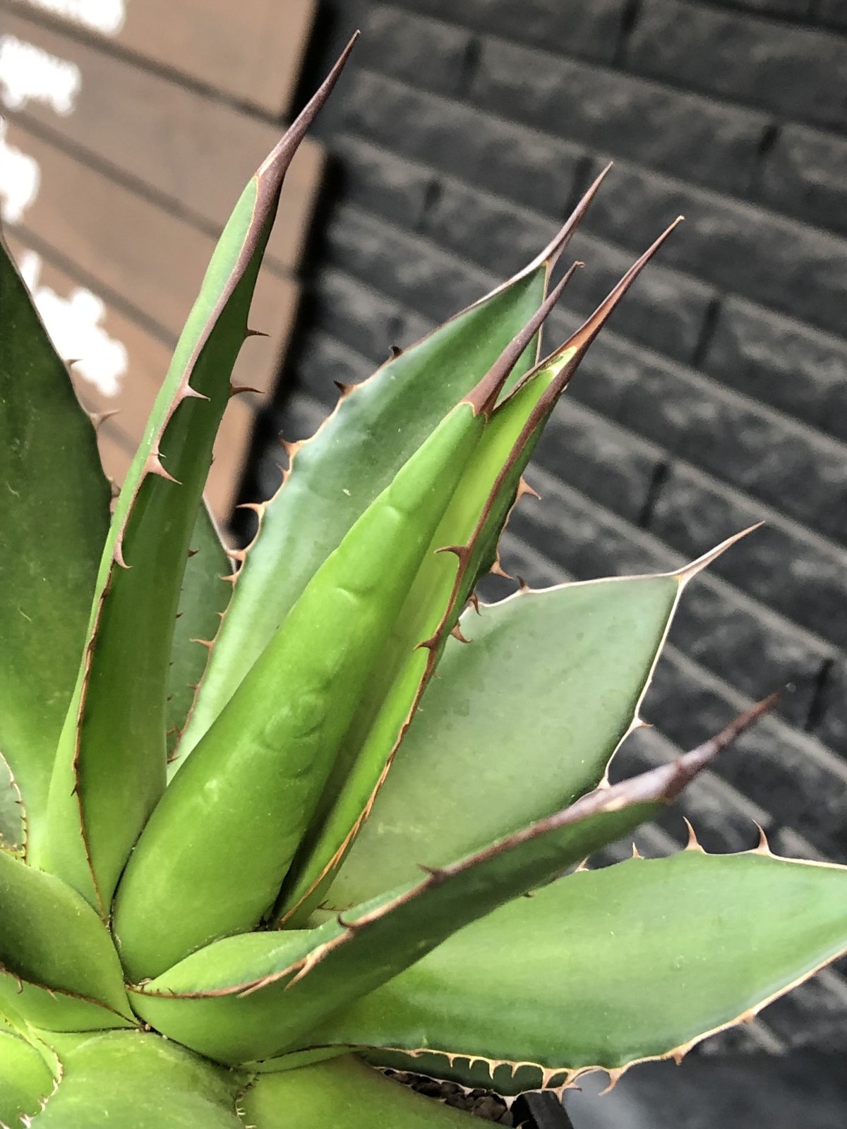 agave horrida《大きめM size》※現地球発根後店主国内管理2年株※締まり ...