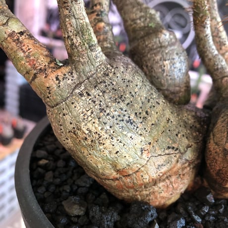 pachypodium gracilius 《M size》※four-he'd株※現地球発根済株※店主国内管理2年株※荒い岩肌ゴツゴツ感も堪らない四分頭株※mad black bowl pot植え
