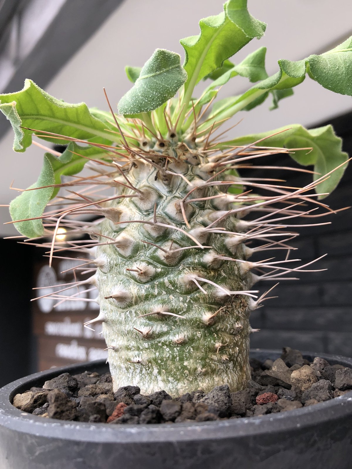 pachypodium namaquanum 光堂《大きめL size》littmon see